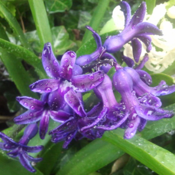 purple flowers water drops